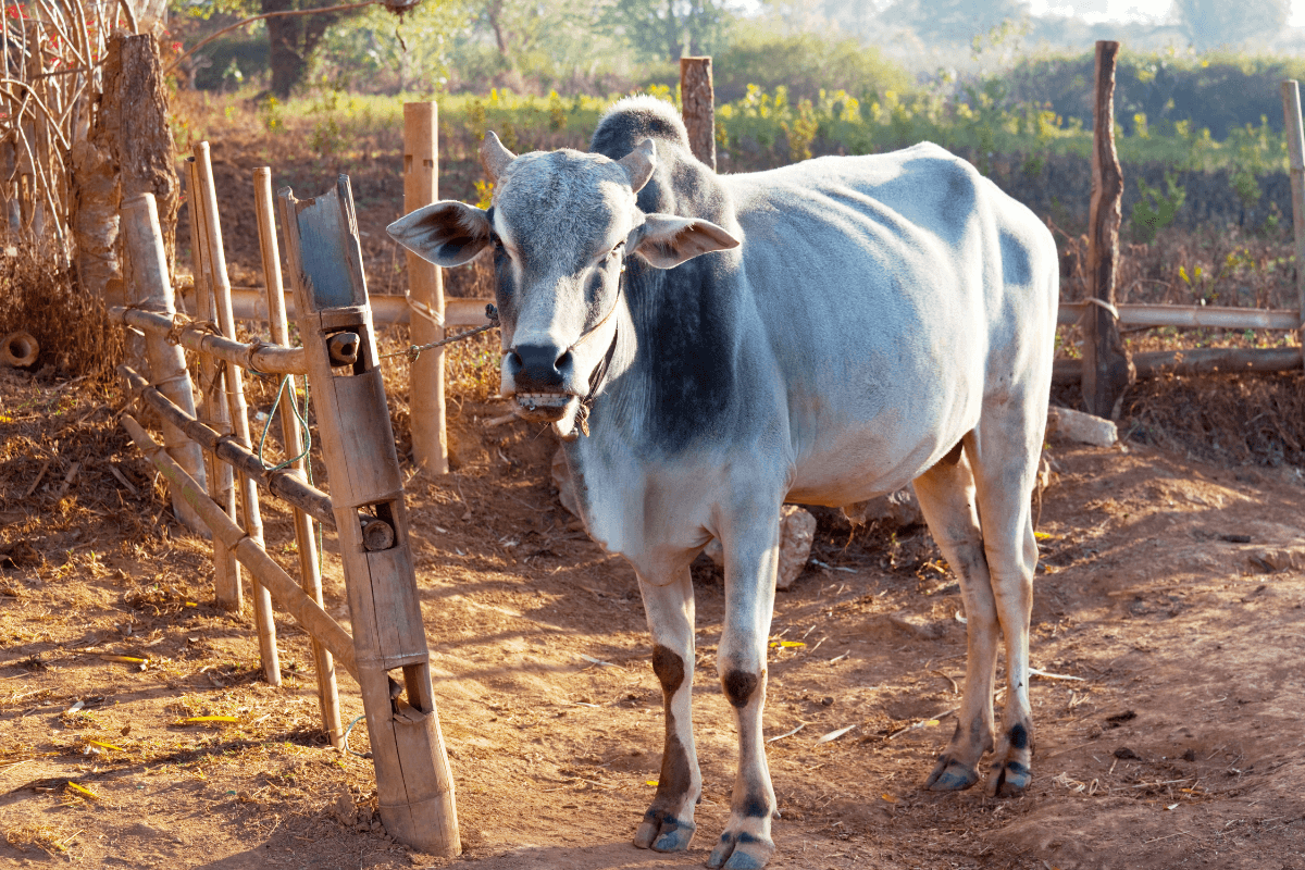 Cow Dung Powder