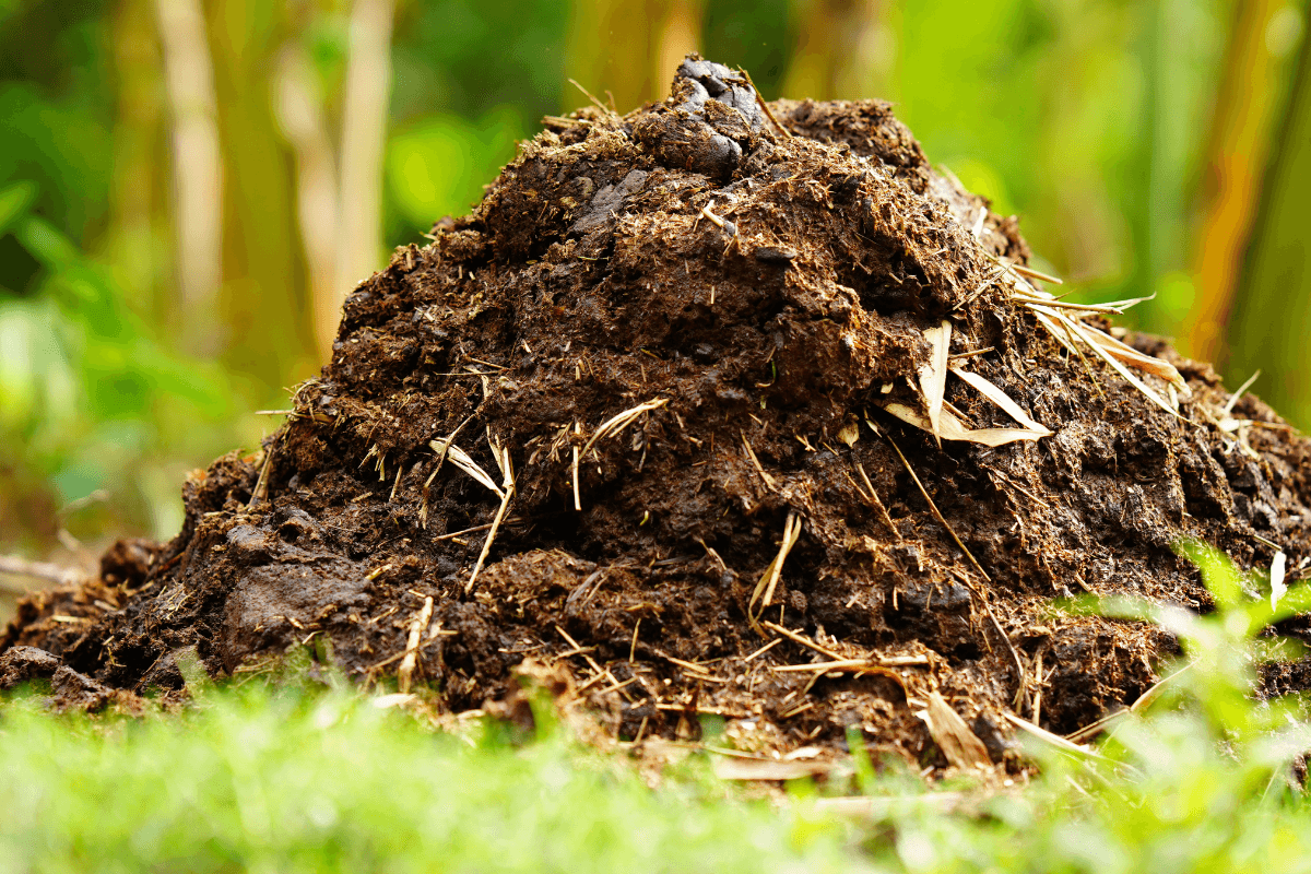 Organic Compost